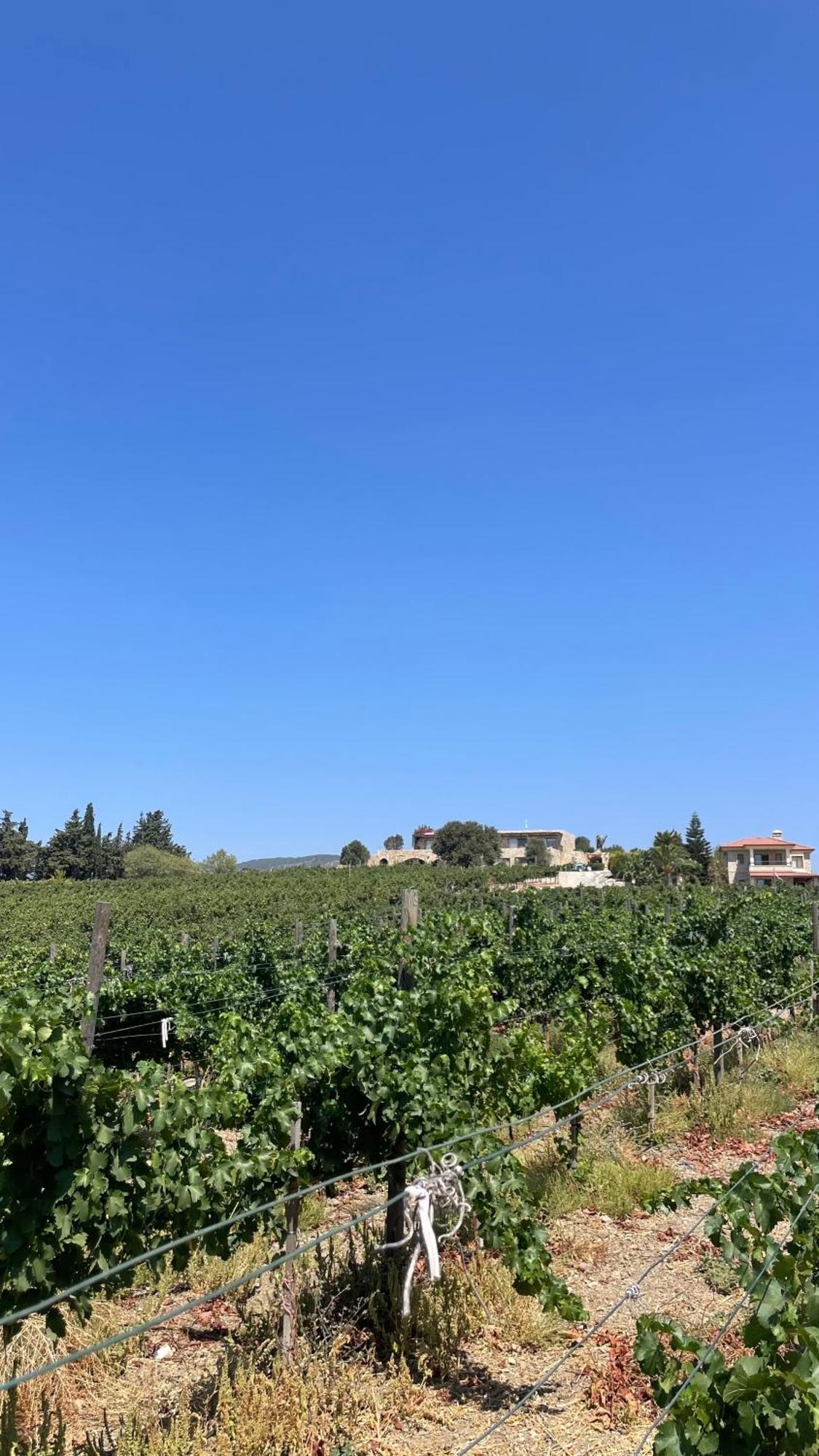 Datca Vineyard Guesthouse Ngoại thất bức ảnh