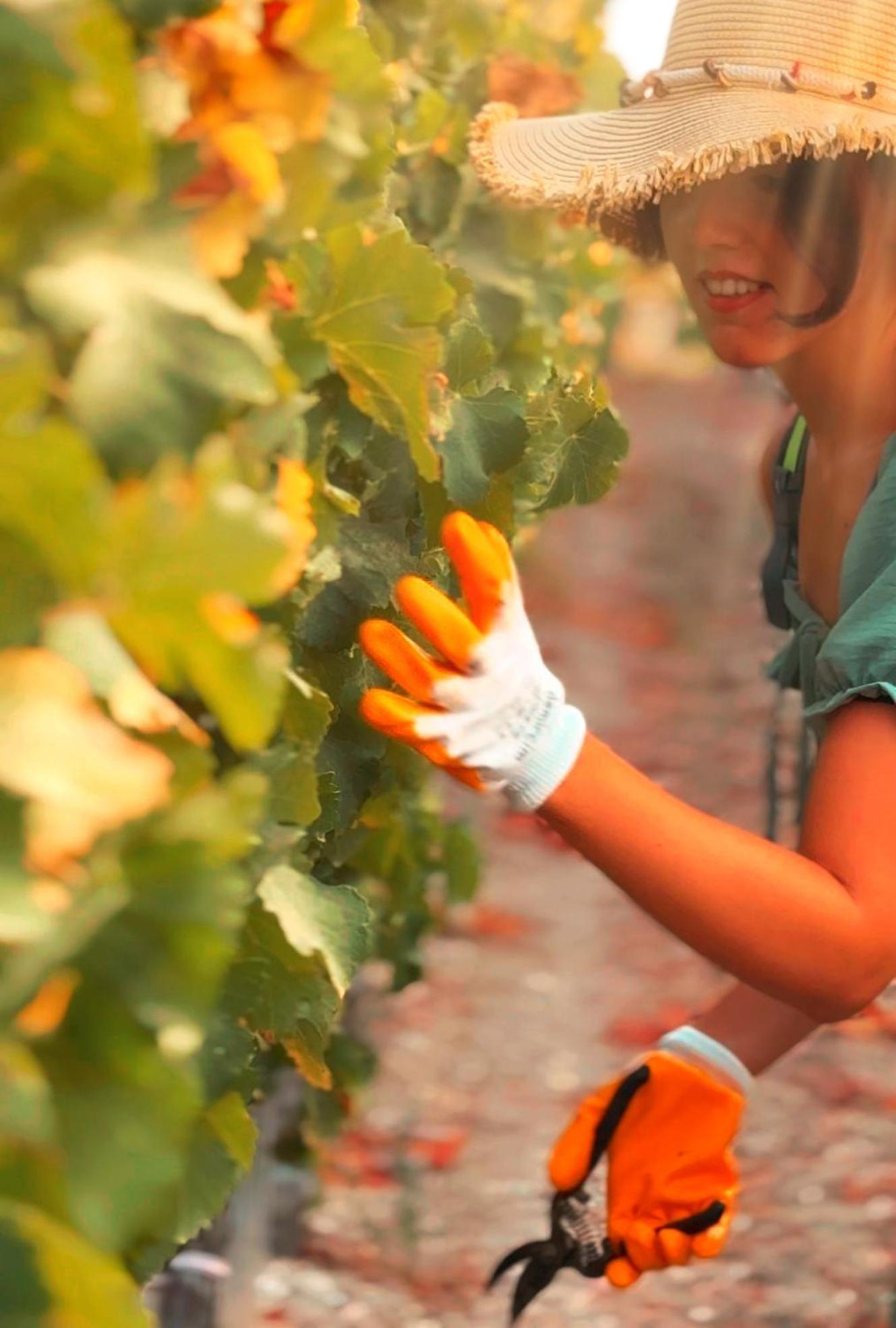 Datca Vineyard Guesthouse Ngoại thất bức ảnh