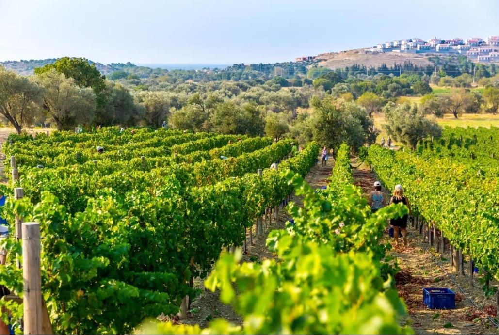 Datca Vineyard Guesthouse Ngoại thất bức ảnh